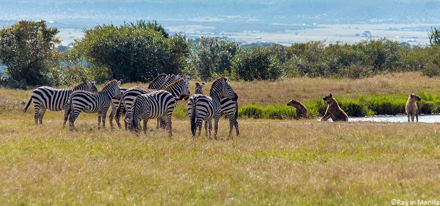 Les hyènes, chasseuses hors pair