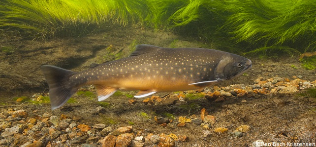 Omble chevalier (Salvelinus alpinus)