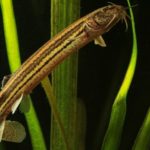 Péril en vue pour les poissons d’eau douce de France