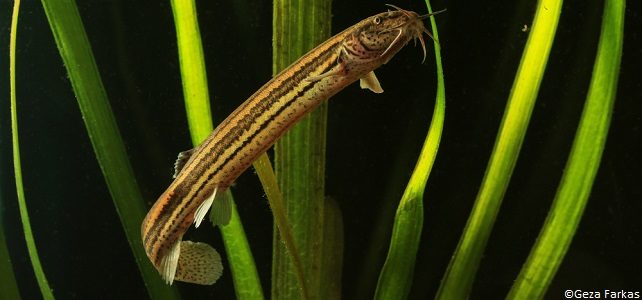 Poissons d'eau douce menacés