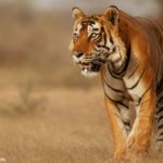 La population de tigres du Bengale en hausse en Inde