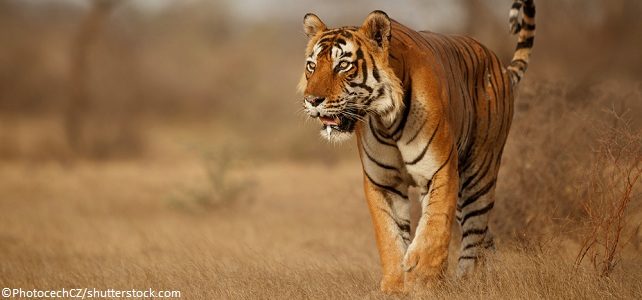 Le nombre de tigres du Bengale augmente en Inde