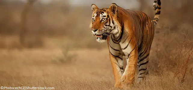 Le nombre de tigres du Bengale augmente en Inde