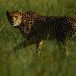 Le grand retour du guépard au Malawi après 20 ans d’absence