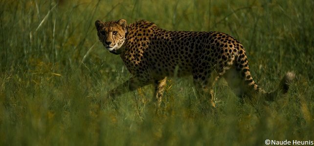 Grand retour du guépard au Malawi depuis 2017