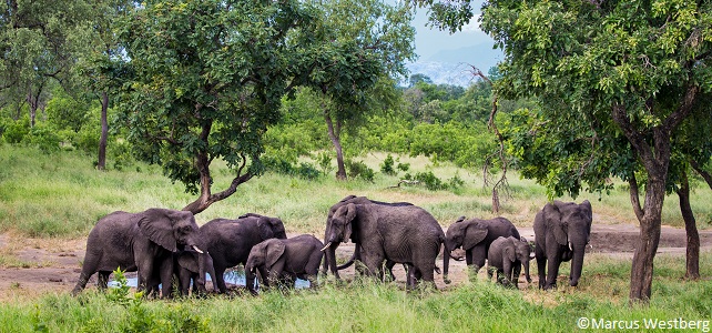 Renouveau de la réserve faunique de Majete au Malawi