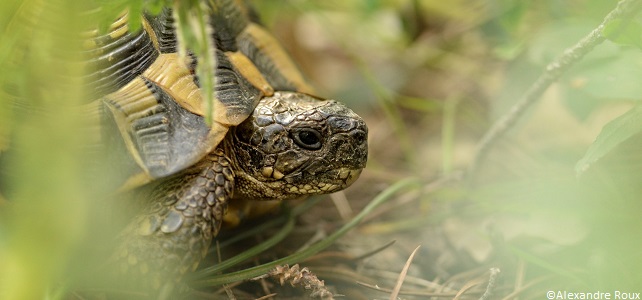 Tortue d'Hermann