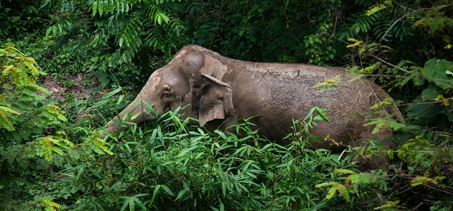 Eléphant indien