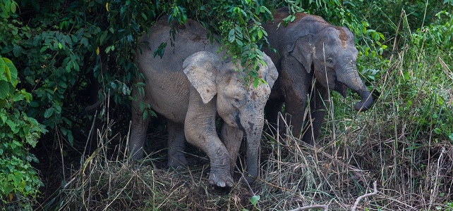 Eléphant de Bornéo