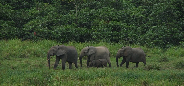 L'éléphant de forêt (Loxodonta cyclotis)