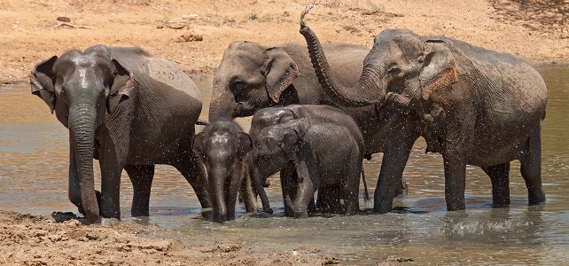 Eléphants Sri Lanka