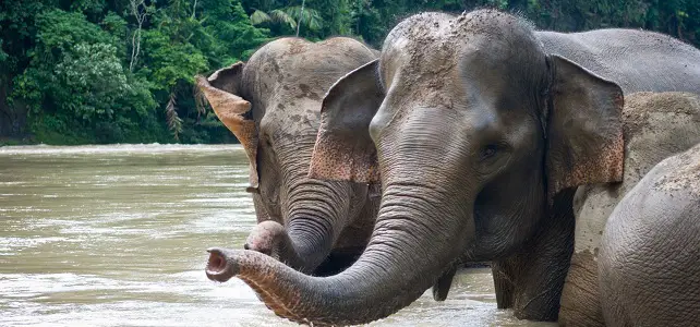 Eléphant de Sumatra