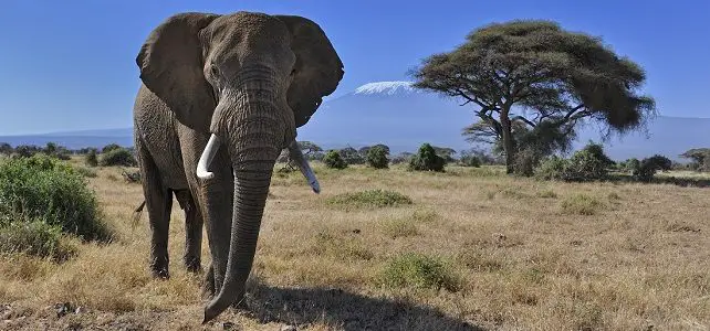 Les différentes espèces d'éléphants dans le monde