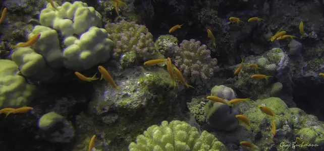 Disparition des espèces de coraux dans le monde