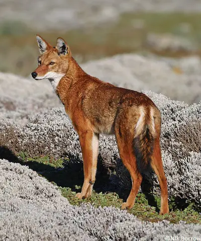 Loup d'Abyssinie (Canis simensis)