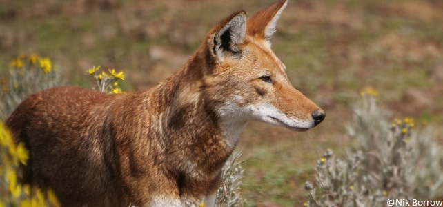 Caractéristiques du loup d'Ethiopie