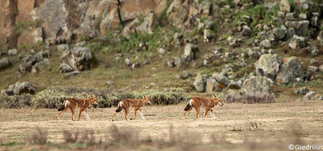 Meute de loups éthiopiens