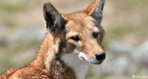 Loup d'Abyssinie (Canis simensis)