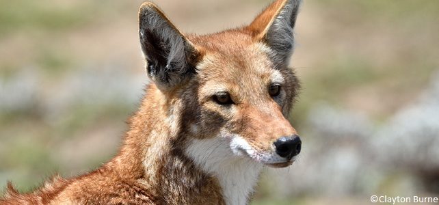 Loup d'Abyssinie (Canis simensis)