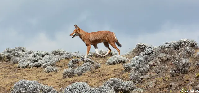 Loup éthiopien