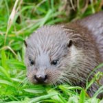 La loutre d’Europe gagne du terrain en France