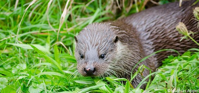 La loutre d'Europe gagne du terrain en France