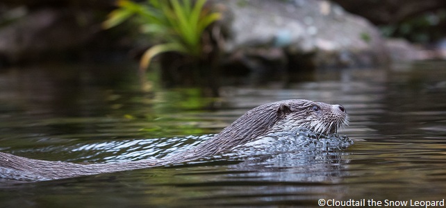 Loutre d'Europe (Lutra lutra)