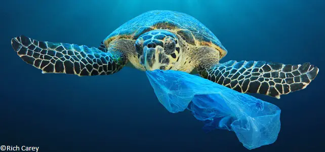 Le plastique tue dans les océans