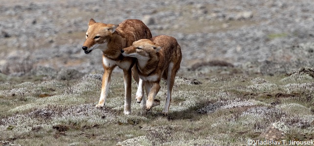 Reproduction loup éthiopien