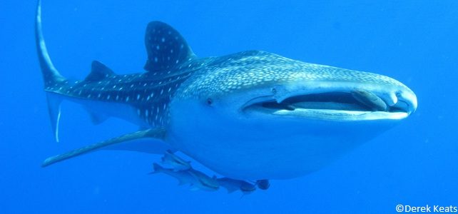 Les océans confrontés à un sombre avenir