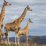 5 choses à savoir sur la girafe