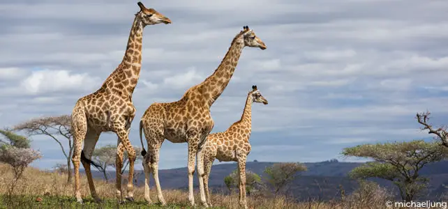 girafes en afrique