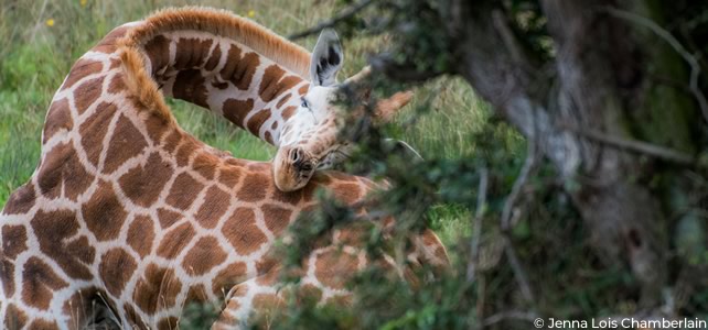 girafe couchée en sommeil