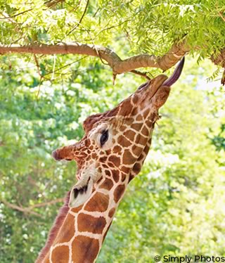 girafe qui mange