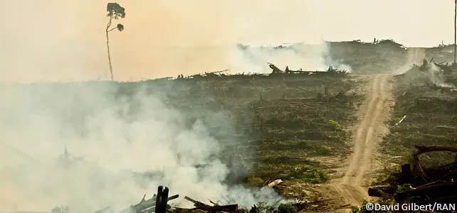 Déforestation à Bornéo