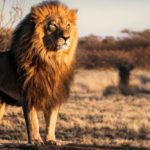 Les lions face à une nouvelle menace de braconnage