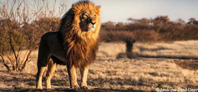 Braconnage ciblé des lions en Afrique