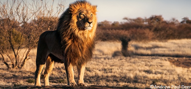 En Afrique Le Braconnage Cible Menace De Plus En Plus Les Lions En Afrique Le Braconnage Cible Menace De Plus En Plus Les Lions