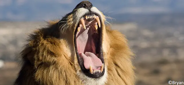 Braconnage des dents de lions
