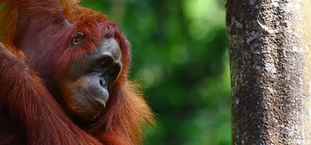 Orang-outan à Bornéo