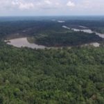 Kalaweit rachète 320 hectares de forêt en un an