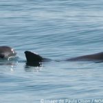 Nouvel espoir après l’observation de bébés vaquitas