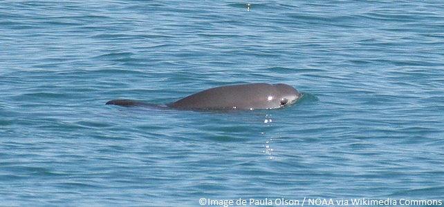 Survie des vaquitas