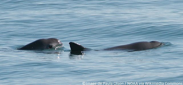 Observation de bébés vaquitas