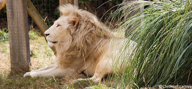 animaux zoo de Pont-Scorff