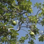 Cerbera odollam, un « arbre du suicide » originaire d’Asie