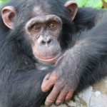 Un groupe de chimpanzés relâché sur une île protégée au Cameroun