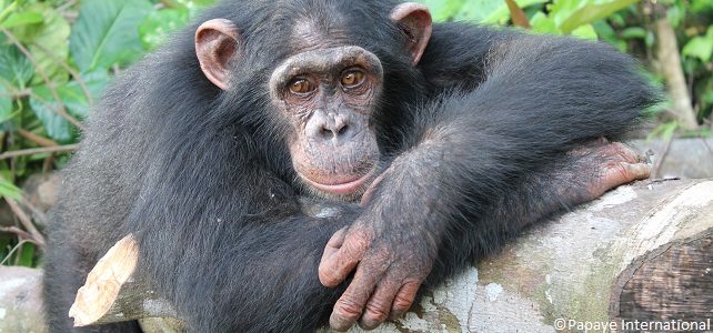 Relâché de 4 chimpanzés au Cameroun