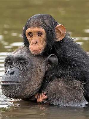 Chimpanzés Papaye International au Cameroun