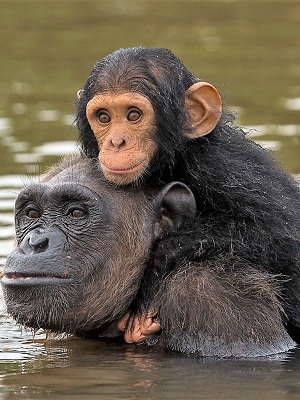 Chimpanzés Papaye International au Cameroun